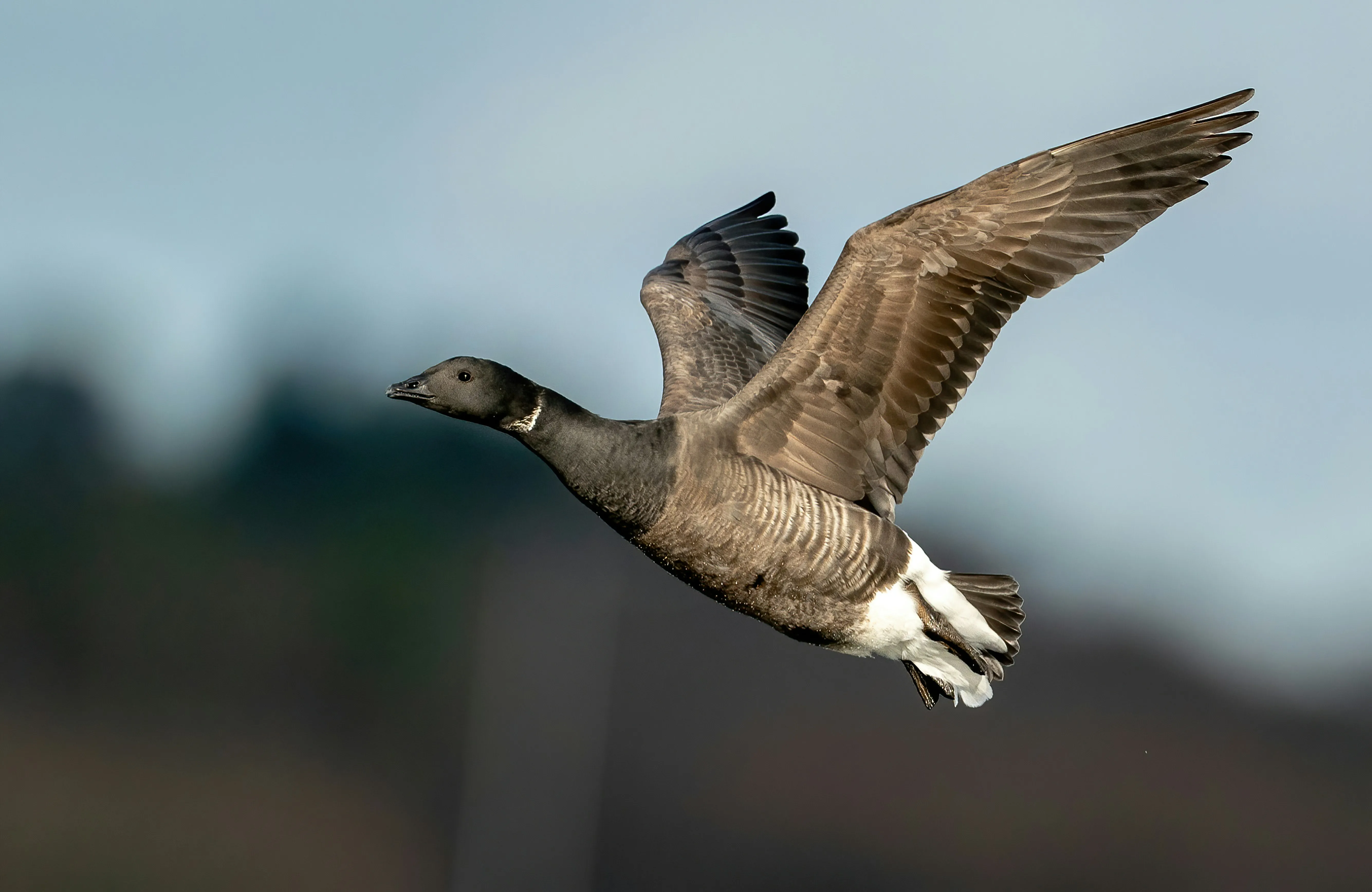 Brent goose in flight over Donegal