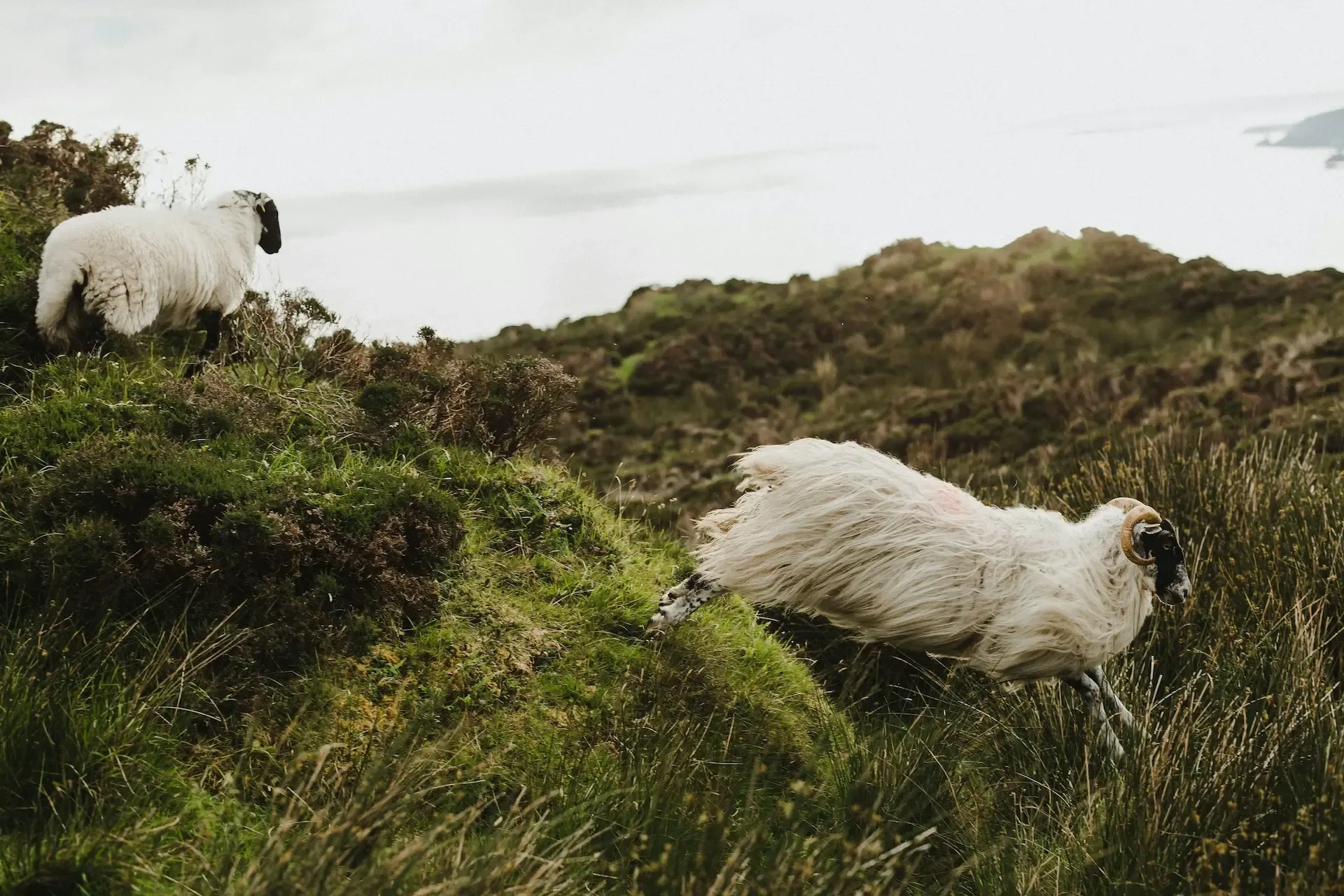 Rolling green hills in Donegal
